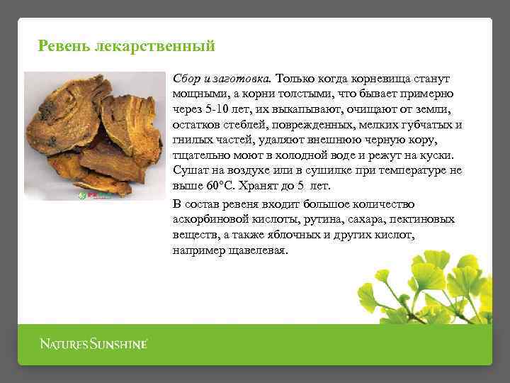 Ревень лекарственный Сбор и заготовка. Только когда корневища станут мощными, а корни толстыми, что