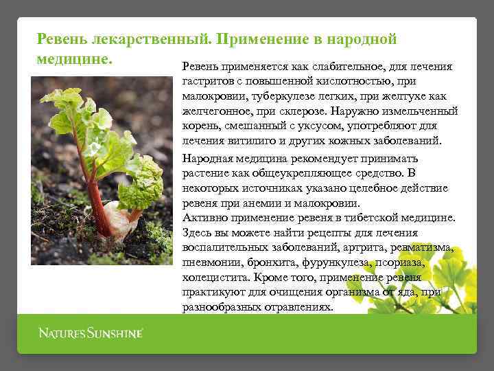 Ревень лекарственный. Применение в народной медицине. Ревень применяется как слабительное, для лечения гастритов с