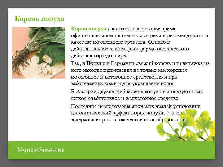 Корень лопуха Корни лопуха являются в настоящее время официальным лекарственным сырьем и рекомендуются в
