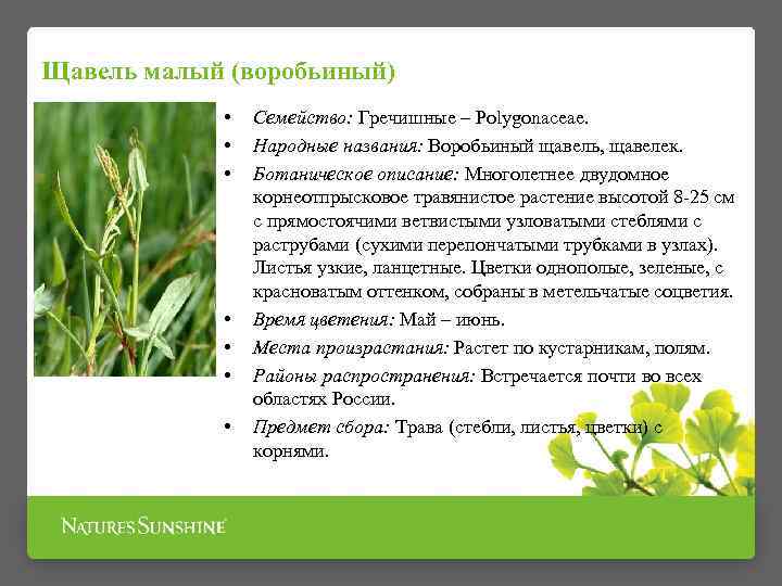 Щавель малый (воробьиный) • • Семейство: Гречишные – Polygonaceae. Народные названия: Воробьиный щавель, щавелек.