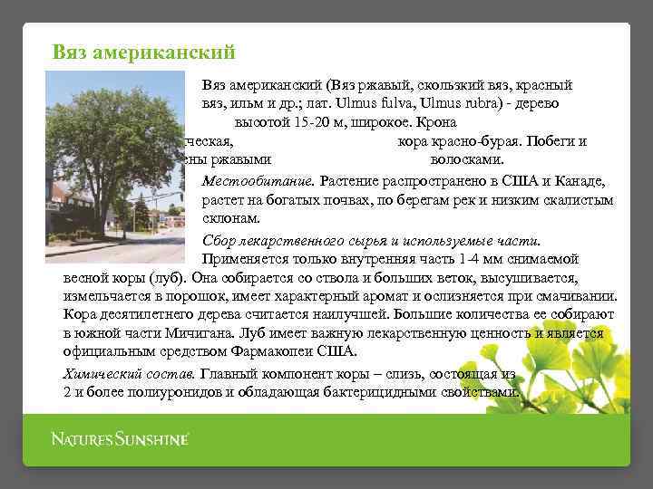 Вяз американский (Вяз ржавый, скользкий вяз, красный вяз, ильм и др. ; лат. Ulmus