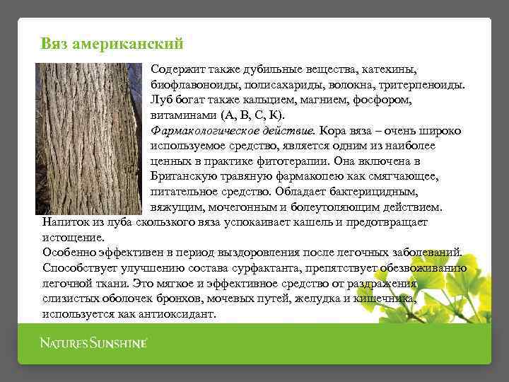 Вяз американский Содержит также дубильные вещества, катехины, биофлавоноиды, полисахариды, волокна, тритерпеноиды. Луб богат также