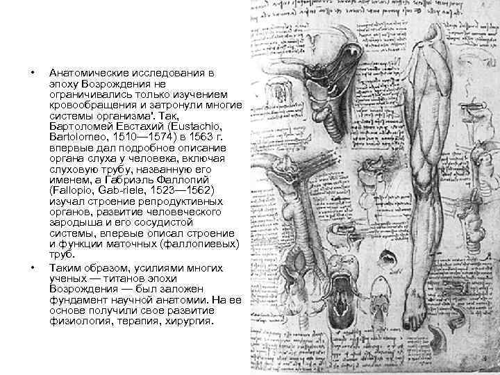  • • Анатомические исследования в эпоху Возрождения не ограничивались только изучением кровообращения и