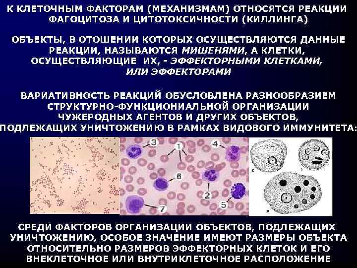 Клеточные факторы врожденного иммунитета