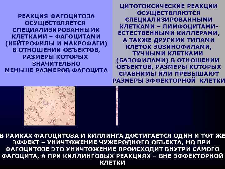 ЦИТОТОКСИЧЕСКИЕ РЕАКЦИИ ОСУЩЕСТВЛЯЮТСЯ РЕАКЦИЯ ФАГОЦИТОЗА СПЕЦИАЛИЗИРОВАННЫМИ ОСУЩЕСТВЛЯЕТСЯ КЛЕТКАМИ – ЛИМФОЦИТАМИСПЕЦИАЛИЗИРОВАННЫМИ ЕСТЕСТВЕННЫМИ КИЛЛЕРАМИ, КЛЕТКАМИ –