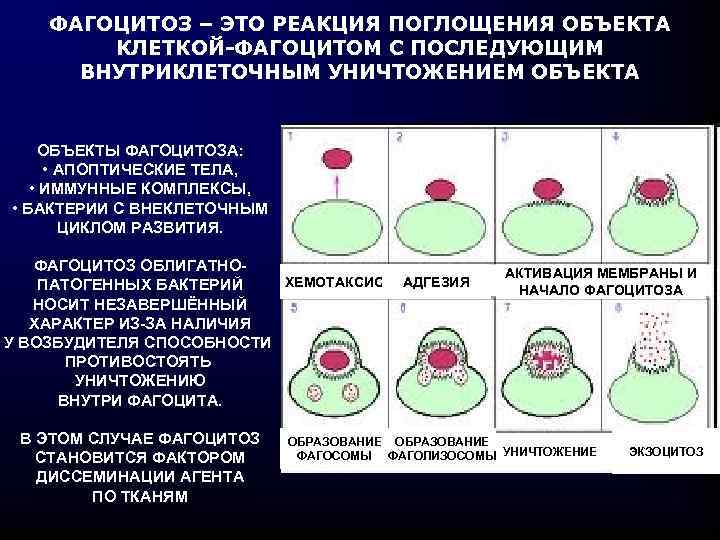 ФАГОЦИТОЗ – ЭТО РЕАКЦИЯ ПОГЛОЩЕНИЯ ОБЪЕКТА КЛЕТКОЙ-ФАГОЦИТОМ С ПОСЛЕДУЮЩИМ ВНУТРИКЛЕТОЧНЫМ УНИЧТОЖЕНИЕМ ОБЪЕКТА ОБЪЕКТЫ ФАГОЦИТОЗА: