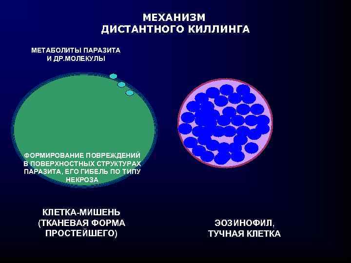МЕХАНИЗМ ДИСТАНТНОГО КИЛЛИНГА МЕТАБОЛИТЫ ПАРАЗИТА И ДР. МОЛЕКУЛЫ ФОРМИРОВАНИЕ ПОВРЕЖДЕНИЙ В ПОВЕРХНОСТНЫХ СТРУКТУРАХ ПАРАЗИТА,