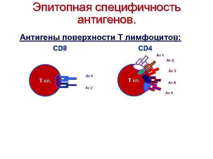 Эпитопная специфичность антигенов. Антигены поверхности Т лимфоцитов: CD 8 CD 4 Ат 1 Ат