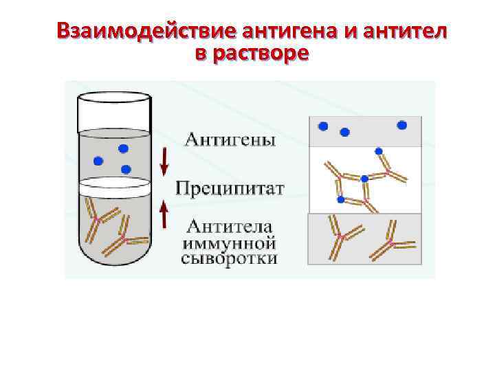 Взаимодействие антигена и антител в растворе 