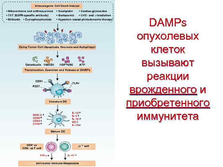 DAMPs опухолевых клеток вызывают реакции врожденного и приобретенного иммунитета 