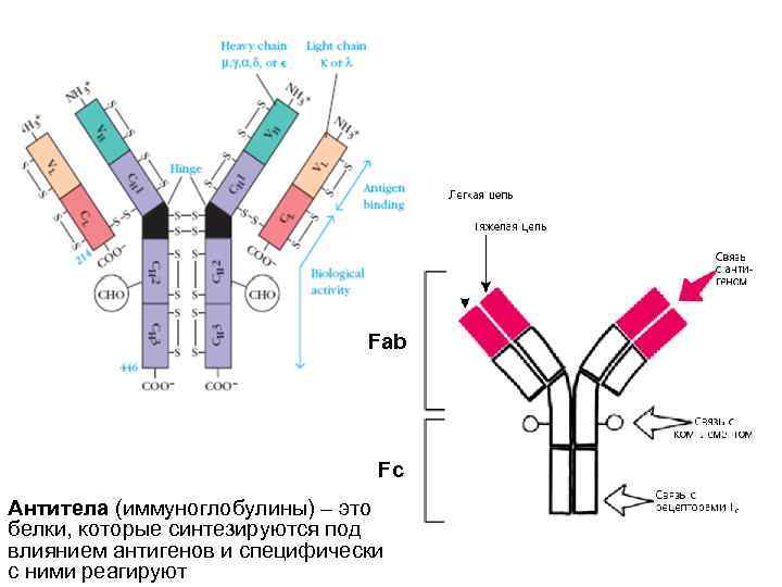 Fab Fc Антитела (иммуноглобулины) – это белки, которые синтезируются под влиянием антигенов и специфически