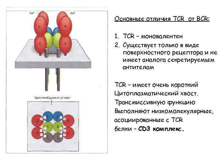 Основные отличия TCR от BCR: 1. TCR – моновалентен 2. Существует только в виде