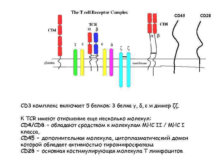 CD 45 CD 3 комплекс включает 5 белков: 3 белка γ, δ, ε и