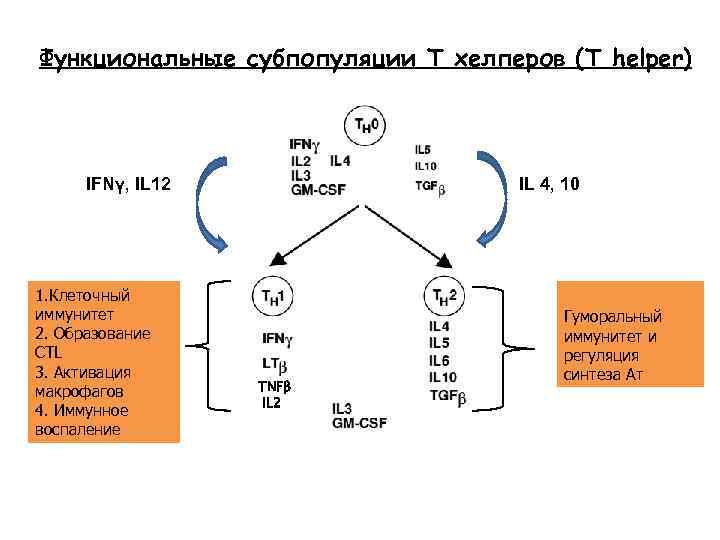 Функциональные субпопуляции Т хелперов (T helper) IFNγ, IL 12 1. Клеточный иммунитет 2. Образование