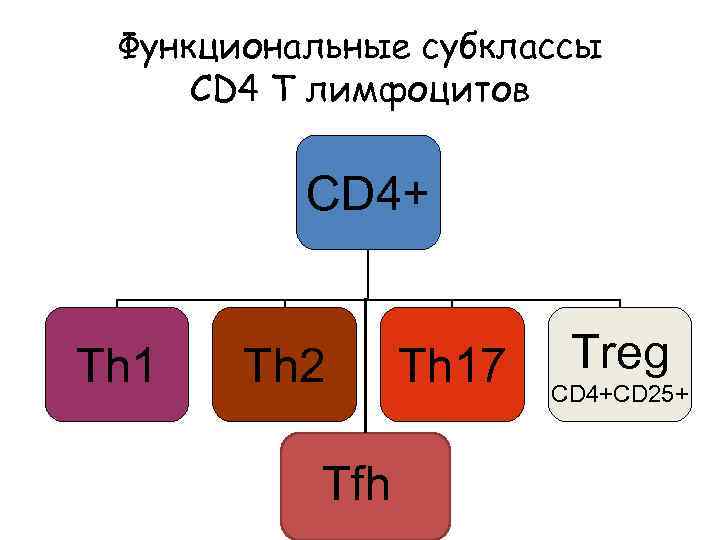 Функциональные субклассы CD 4 Т лимфоцитов CD 4+ Th 1 Th 2 Tfh Th