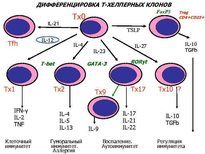 ДИФФЕРЕНЦИРОВКА Т-ХЕЛПЕРНЫХ КЛОНОВ Fox. P 3 Тх0 IL-21 Treg CD 4+CD 25+ TSLP Тfh