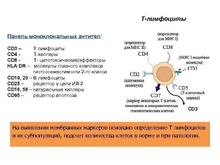 Т-лимфоциты Панель моноклональных антител: CD 3 – Т лимфоциты CD 4 Т-хелперы CD 8