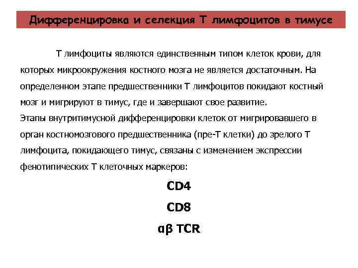 Дифференцировка и селекция Т лимфоцитов в тимусе Т лимфоциты являются единственным типом клеток крови,