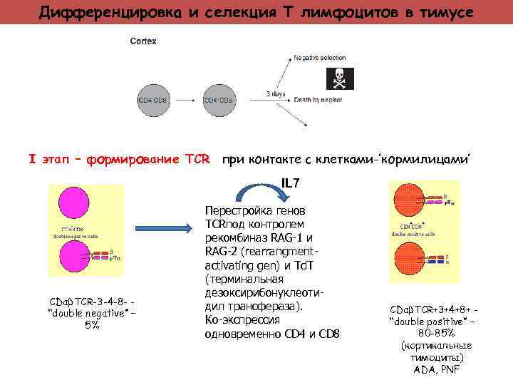 Дифференцировка и селекция Т лимфоцитов в тимусе I этап – формирование TCR при контакте