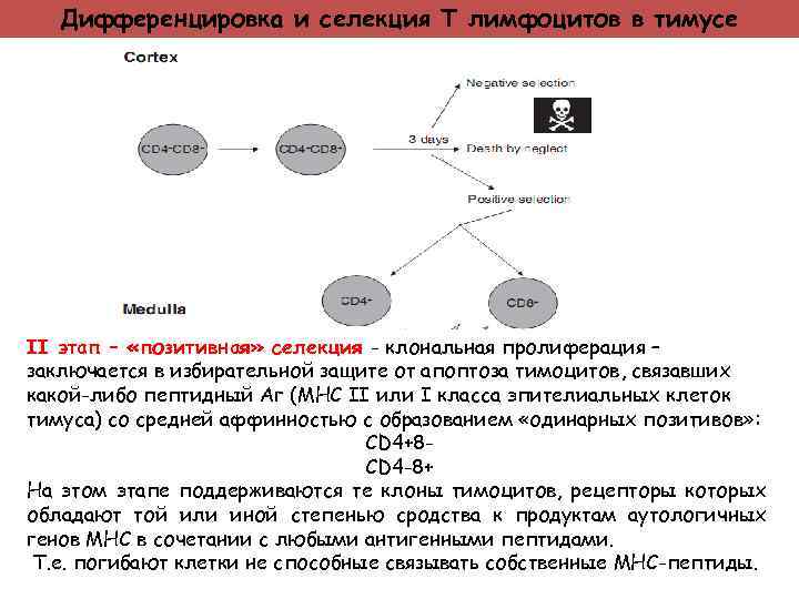 Дифференцировка и селекция Т лимфоцитов в тимусе II этап – «позитивная» селекция - клональная