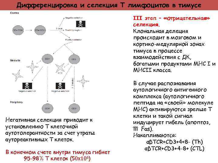 Дифференцировка и селекция Т лимфоцитов в тимусе III этап – «отрицательная» селекция. Клональная делеция