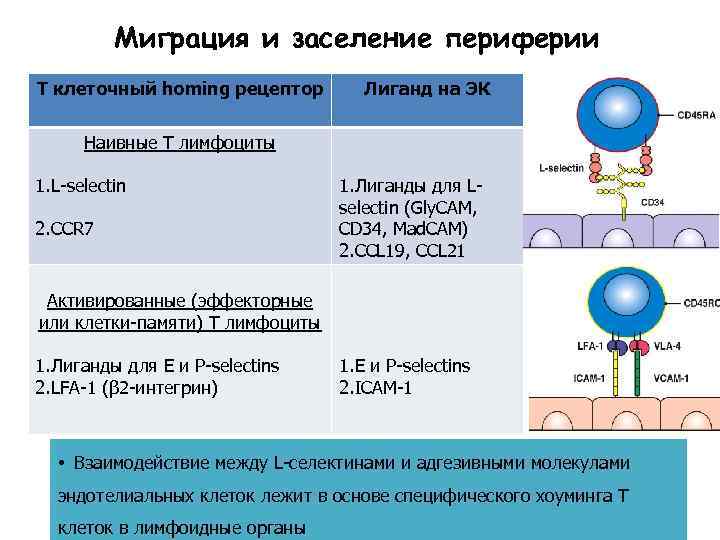 Миграция и заселение периферии Т клеточный homing рецептор Лиганд на ЭК Наивные Т лимфоциты