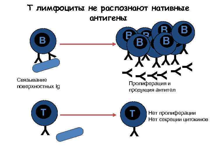 T лимфоциты не распознают нативные антигены Y Y Y YY Связывание поверхностных Ig YYY