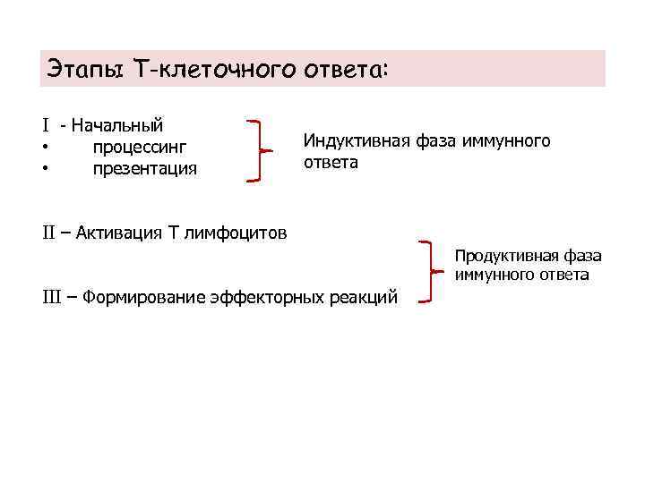 Этапы Т-клеточного ответа: I - Начальный • процессинг • презентация Индуктивная фаза иммунного ответа