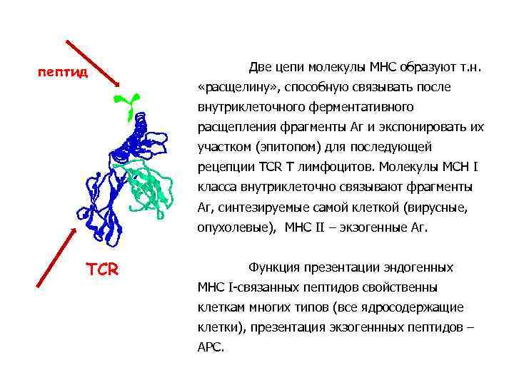 пептид Две цепи молекулы МНС образуют т. н. «расщелину» , способную связывать после внутриклеточного