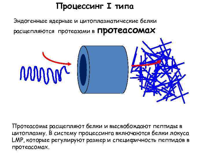 Процессинг I типа Эндогенные ядерные и цитоплазматические белки расщепляются протеазами в протеасомах Протеасомы расщепляют
