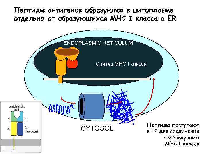 Пептиды антигенов образуются в цитоплазме отдельно от образующихся MHC I класса в ER ENDOPLASMIC