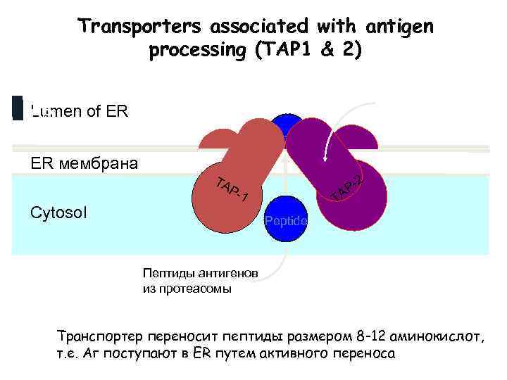 Transporters associated with antigen processing (TAP 1 & 2) Гидрофобный трансмембранный домен Lumen of