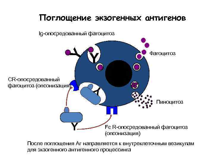 Поглощение экзогенных антигенов Y Ig-опосредованный фагоцитоз СR-опосредованный фагоцитоз (опсонизация) Y Y Y Фагоцитоз Пиноцитоз