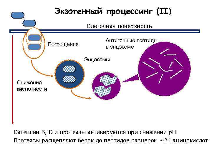 Экзогенный процессинг (II) Клеточная поверхность Поглощение Антигенные пептиды в эндосоме Эндосомы Снижение кислотности Катепсин