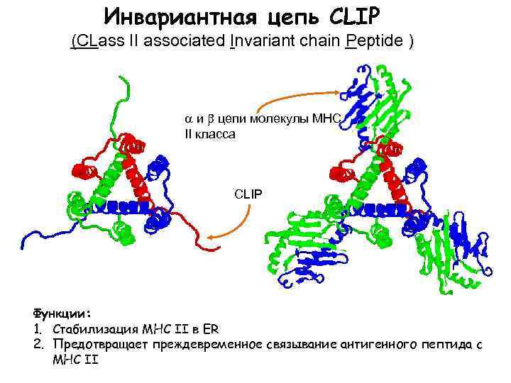 Инвариантная цепь CLIP (CLass II associated Invariant chain Peptide ) и цепи молекулы MHC