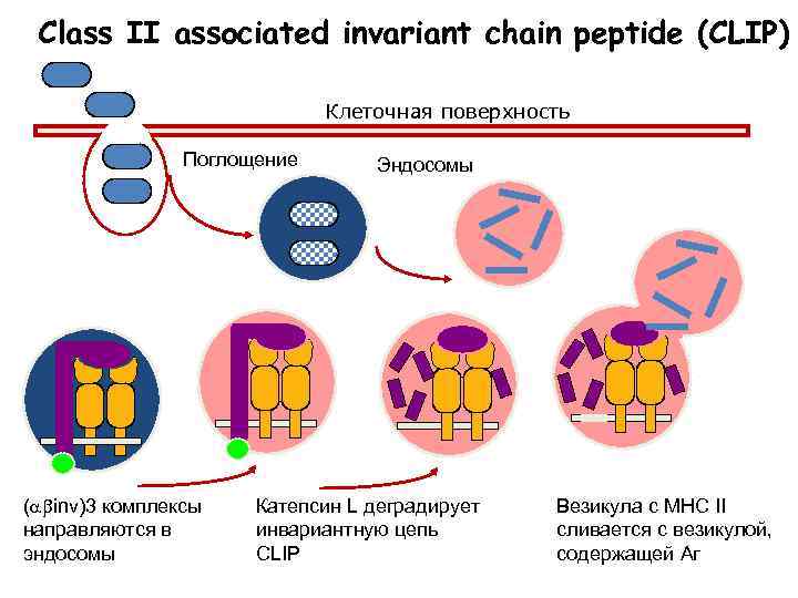 Class II associated invariant chain peptide (CLIP) Клеточная поверхность Поглощение ( inv)3 комплексы направляются