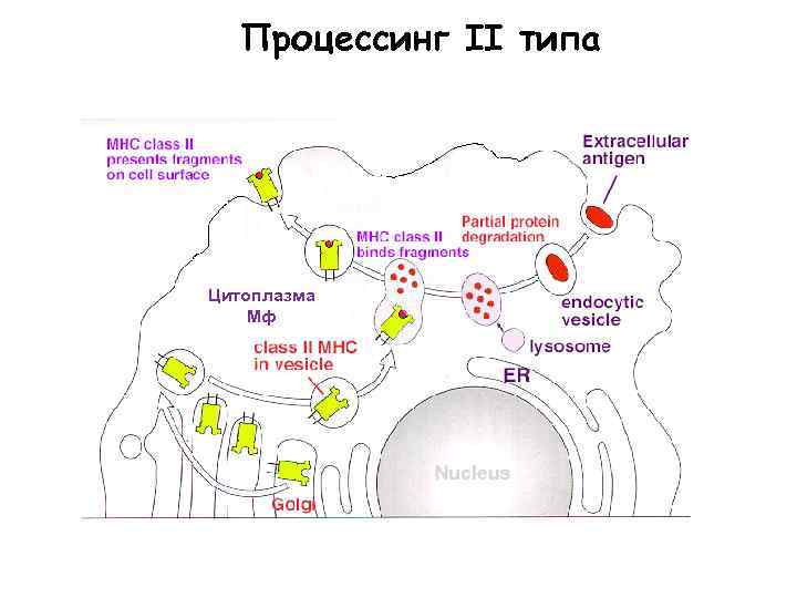 Процессинг II типа Цитоплазма Мф 