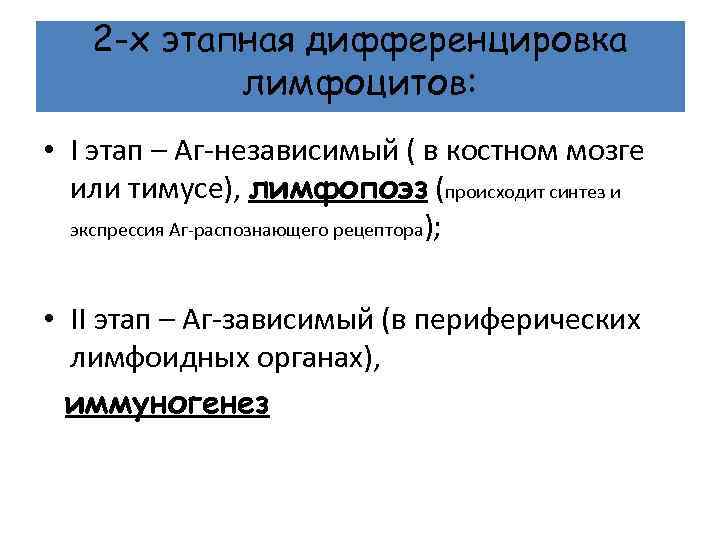 2 -х этапная дифференцировка лимфоцитов: • I этап – Аг-независимый ( в костном мозге