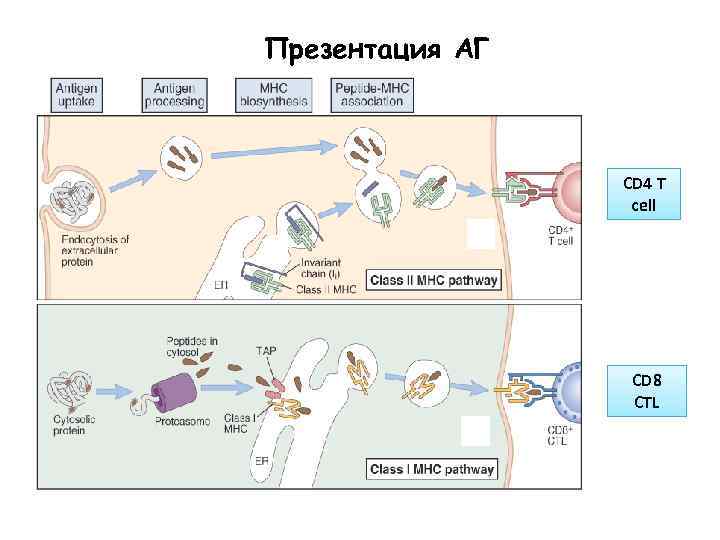 Презентация АГ CD 4 T cell CD 8 CTL 