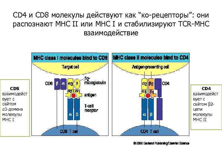 CD 4 и CD 8 молекулы действуют как “кo-рецепторы”: они распознают MHC II или