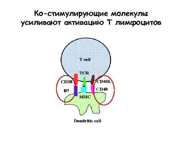 Ко-стимулирующие молекулы CD 28 provides 2 nd signal усиливают активацию Т лимфоцитов 