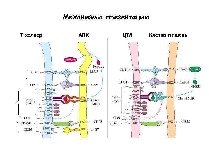 Механизмы презентации Т-хелпер АПК ЦТЛ Клетка-мишень 