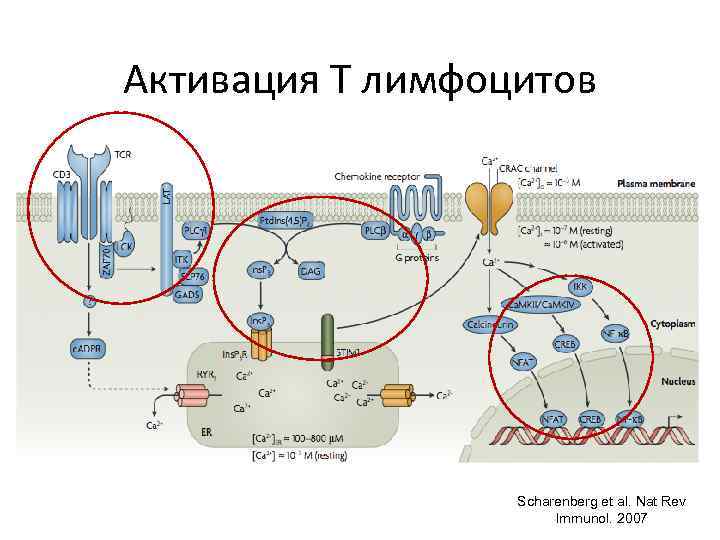 Активация Т лимфоцитов Scharenberg et al. Nat Rev Immunol. 2007 