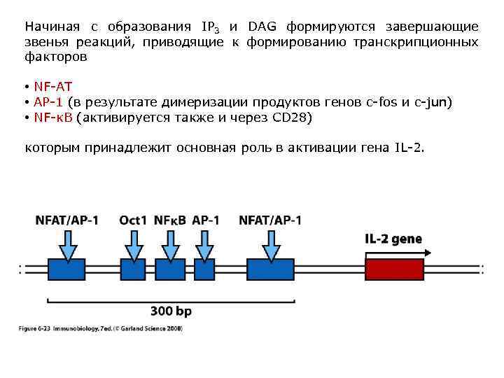 Начиная с образования IP 3 и DAG формируются завершающие звенья реакций, приводящие к формированию