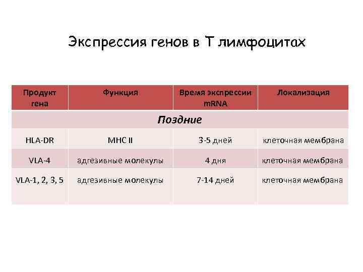 Экспрессия генов в Т лимфоцитах Продукт гена Функция Время экспрессии m. RNA Локализация Поздние