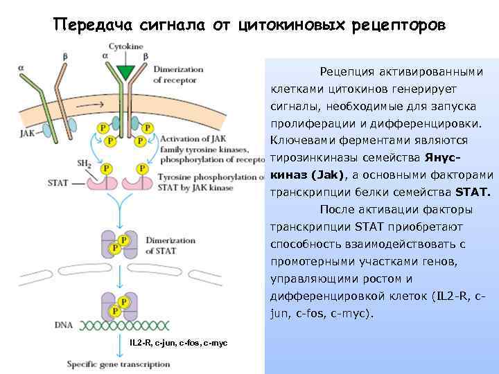 Передача сигнала от цитокиновых рецепторов Рецепция активированными клетками цитокинов генерирует сигналы, необходимые для запуска