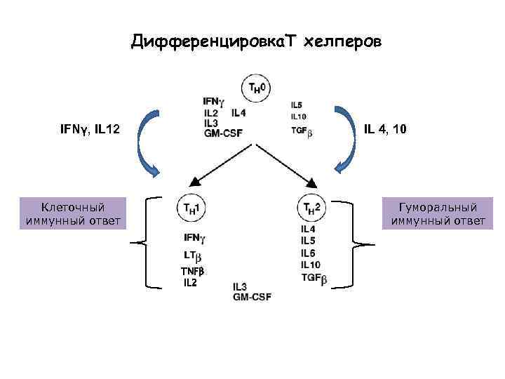 Дифференцировка. Т хелперов IFNγ, IL 12 IL 4, 10 Клеточный иммунный ответ Гуморальный иммунный