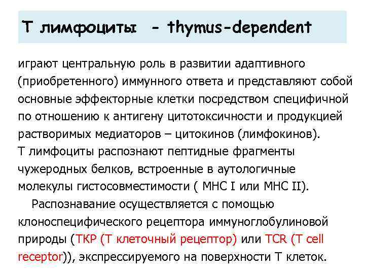 Т лимфоциты - thymus-dependent играют центральную роль в развитии адаптивного (приобретенного) иммунного ответа и