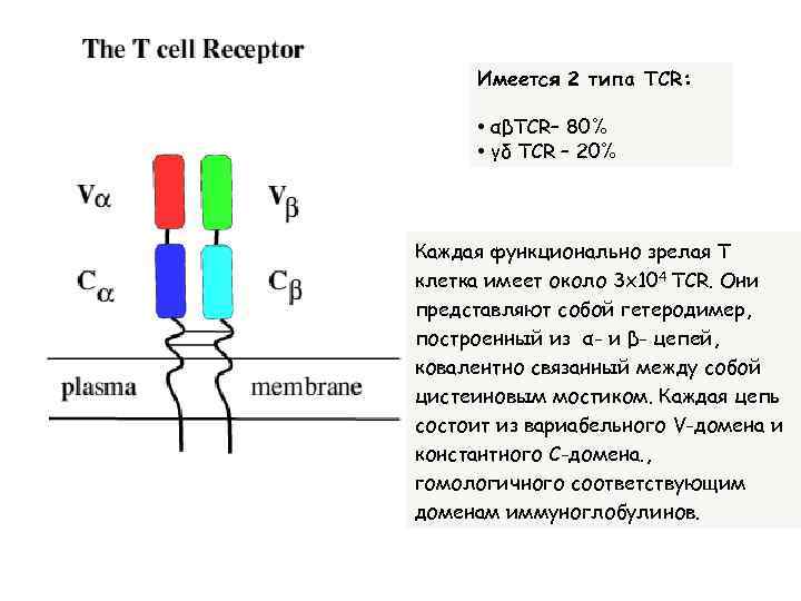 Имеется 2 типа TCR: • αβTCR– 80% • γδ TCR – 20% Каждая функционально