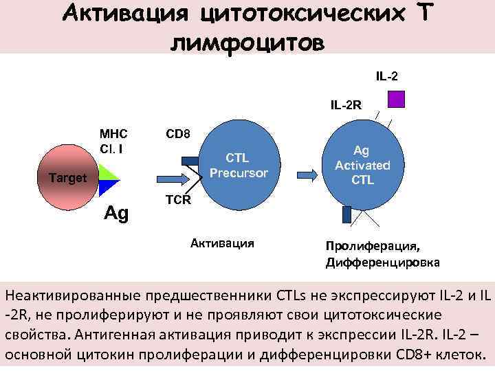 Активация цитотоксических Т лимфоцитов IL-2 R MHC Cl. I CD 8 CTL Precursor Target